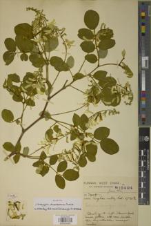 Type specimen at Edinburgh (E). Forrest, George: 12494. Barcode: E00934065.