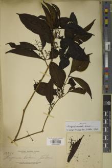 Type specimen at Edinburgh (E). Elmer, Adolph: 13356. Barcode: E00934069.