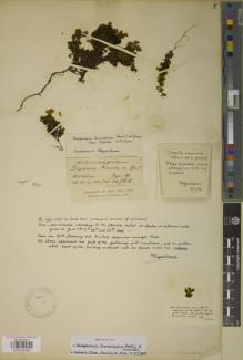 Type specimen at Edinburgh (E). Hooker, Joseph; Thomson, Thomas: . Barcode: E00934295.