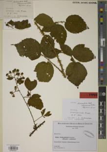 Type specimen at Edinburgh (E). Kinscher, H.: . Barcode: E00934301.