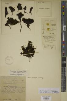 Type specimen at Edinburgh (E). Farrer, Reginald: 932. Barcode: E00934307.