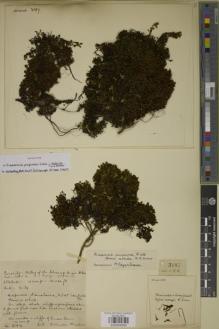 Type specimen at Edinburgh (E). Kingdon-Ward, Francis: 3187. Barcode: E00934309.