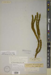 Type specimen at Edinburgh (E). Mathews, Andrew: . Barcode: E00934313.