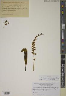 Type specimen at Edinburgh (E). Clemens, Joseph: 202. Barcode: E00934315.