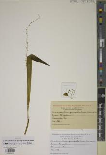Type specimen at Edinburgh (E). Clemens, Joseph: 361. Barcode: E00934316.