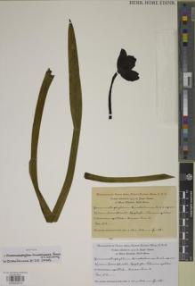 Type specimen at Edinburgh (E). Clemens, Joseph: 55. Barcode: E00934319.
