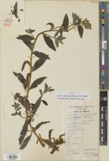 Type specimen at Edinburgh (E). Yu, Tse-tsun: 16629. Barcode: E00936891.