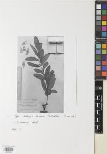 Type specimen at Edinburgh (E). Prain, David: . Barcode: E00937332.