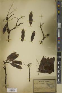 Type specimen at Edinburgh (E). Pierre, Jean: 1706. Barcode: E00937410.