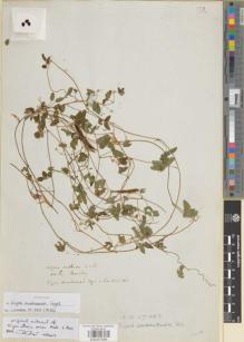 Type specimen at Edinburgh (E). Officers. W.J. Hooker and G.A. Walker-Arnott, Botany of Captain Beechey's Voyage.: . Barcode: E00937968.