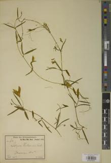 Type specimen at Edinburgh (E). Volkens, George: 658. Barcode: E00944850.