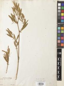 Type specimen at Edinburgh (E). Sellow, Friedrich: . Barcode: E00946121.