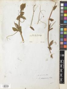 Type specimen at Edinburgh (E). Sellow, Friedrich: . Barcode: E00946124.