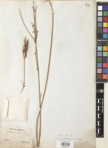 Type specimen at Edinburgh (E). Sellow, Friedrich: . Barcode: E00946126.