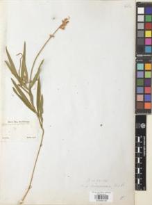 Type specimen at Edinburgh (E). Sellow, Friedrich: . Barcode: E00946128.