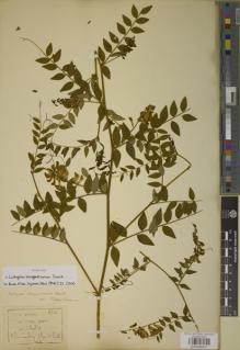 Type specimen at Edinburgh (E). Wilson, Ernest: 1234. Barcode: E00946531.