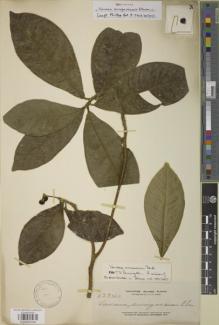 Type specimen at Edinburgh (E). Elmer, Adolph: 13940. Barcode: E00950144.