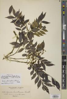 Type specimen at Edinburgh (E). Elmer, Adolph: 9315. Barcode: E00950145.