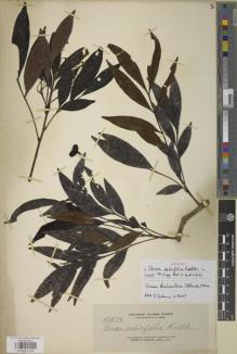 Type specimen at Edinburgh (E). Elmer, Adolph: 12286. Barcode: E00950147.