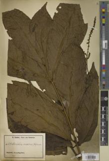 Type specimen at Edinburgh (E). Zenker, Georg: 1275. Barcode: E00950148.