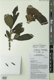 Type specimen at Edinburgh (E). Atkins, Hannah: 57. Barcode: E00954390.