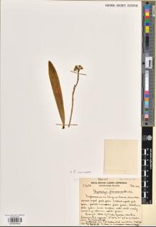 Type specimen at Edinburgh (E). Cultivated Plant of the RBGE (CULTE): C7406. Barcode: E00954822.