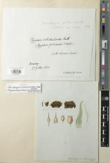 Type specimen at Edinburgh (E). Gillies, John: . Barcode: E00955061.