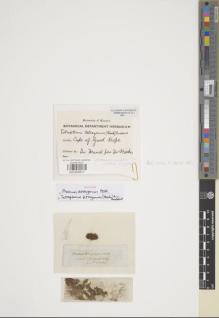Type specimen at Edinburgh (E). Mund, Johannes: 39. Barcode: E00955617.