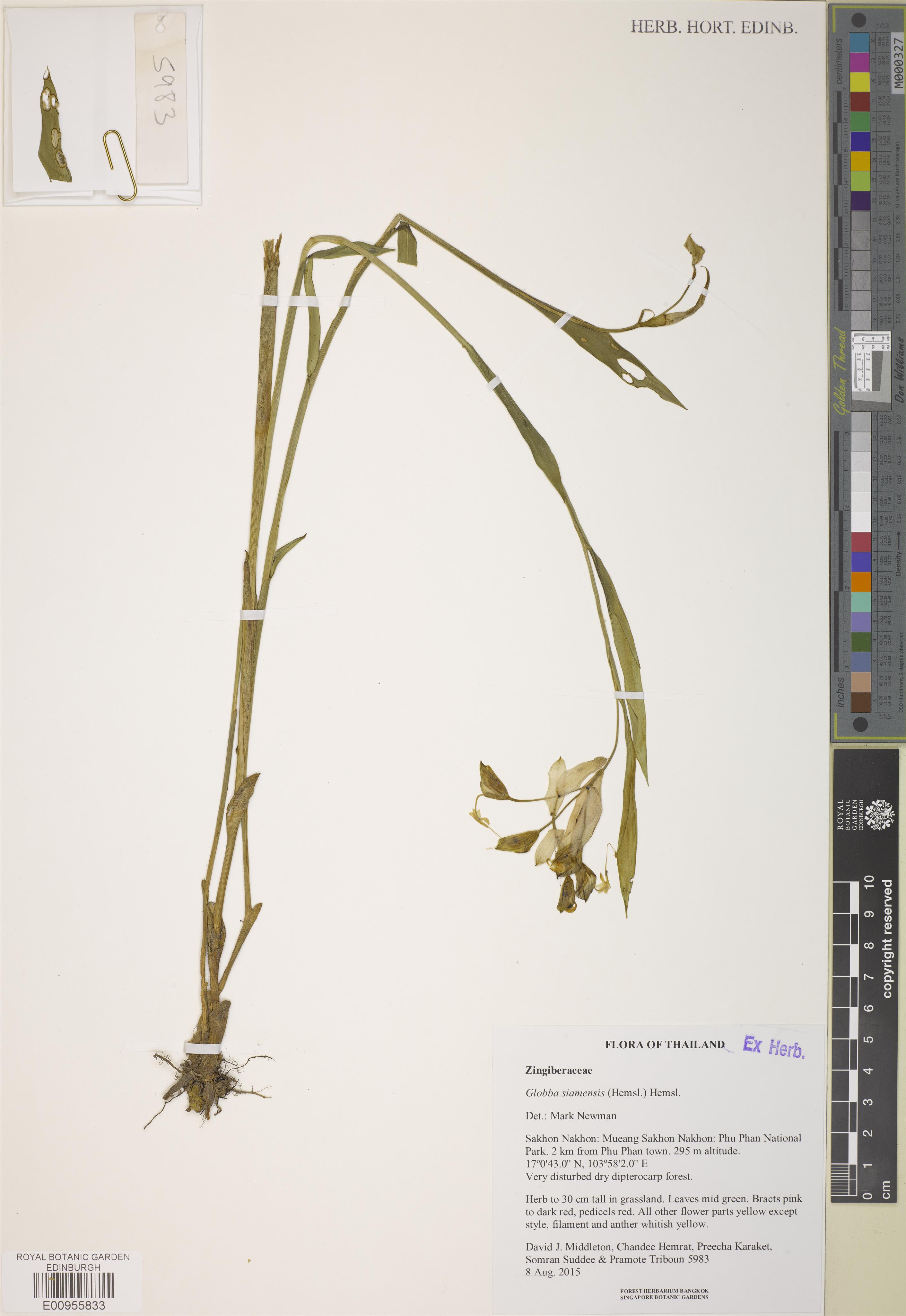 Globba siamensis (Globba siamensis)