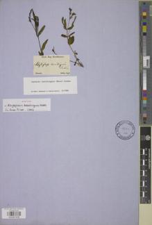 Type specimen at Edinburgh (E). Sellow, Friedrich: SN. Barcode: E00957408.