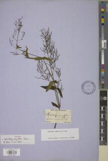 Type specimen at Edinburgh (E). Sellow, Friedrich: SN. Barcode: E00957409.