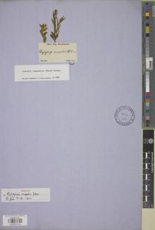 Type specimen at Edinburgh (E). Sellow, Friedrich: SN. Barcode: E00957410.