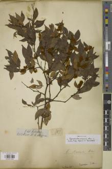 Type specimen at Edinburgh (E). Thomson, William: 1. Barcode: E00957493.