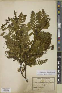 Type specimen at Edinburgh (E). Zenker, Georg: 2245A. Barcode: E00957500.