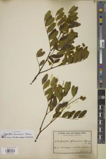 Type specimen at Edinburgh (E). Baum, Hugo: 523. Barcode: E00957502.