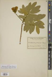 Type specimen at Edinburgh (E). Baum, Hugo: 428. Barcode: E00957510.