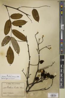 Type specimen at Edinburgh (E). Zenker, Georg: 1913. Barcode: E00957517.