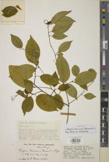 Type specimen at Edinburgh (E). : 18202. Barcode: E00957522.