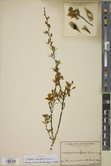 Type specimen at Edinburgh (E). Baum, Hugo: 121. Barcode: E00957528.
