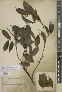Type specimen at Edinburgh (E). Zenker, Georg: 1735. Barcode: E00957530.