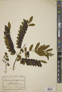 Type specimen at Edinburgh (E). Dinklage, Max: 1709. Barcode: E00957537.