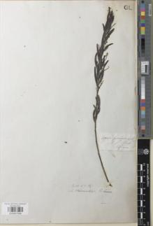 Type specimen at Edinburgh (E). Cunningham, Allan: . Barcode: E00957589.