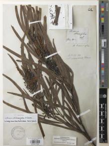Type specimen at Edinburgh (E). Cunningham, Allan: . Barcode: E00957596.