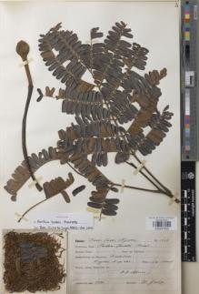 Type specimen at Edinburgh (E). Goetze, W: 1487. Barcode: E00957602.