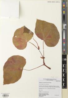 Type specimen at Edinburgh (E). Deden Girmansyah & Mark Hughes: WEKBOE187. Barcode: E00959310.
