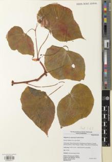 Type specimen at Edinburgh (E). Deden Girmansyah & Mark Hughes: WEKBOE187. Barcode: E00959311.