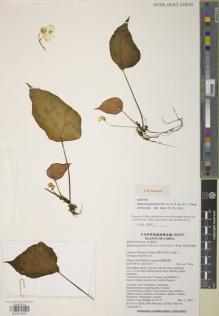 Type specimen at Edinburgh (E). Cultivated Plant (Non RBGE) (CULT): . Barcode: E00979201.