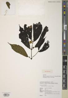 Type specimen at Edinburgh (E). Lin, Che-Wei: 548. Barcode: E00979203.