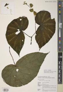 Type specimen at Edinburgh (E). Cultivated Plant (Non RBGE) (CULT): . Barcode: E00979205.