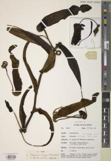 Type specimen at Edinburgh (E). Argent, George; Mendum, Mary; Hendrian, Sofyan: 205. Barcode: E00979206.